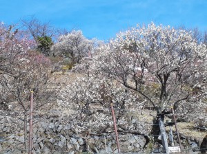 園内は花が真っ盛りです。