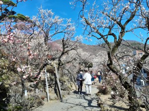 入口の「梅のトンネル」