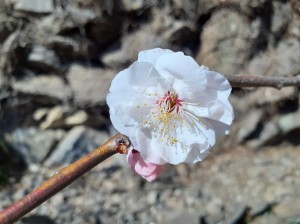 「豊後梅」も咲き出しました。