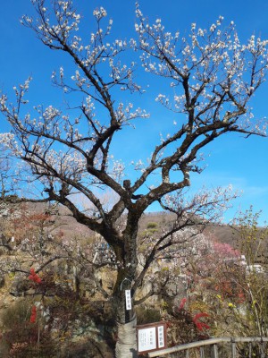 満開の「甲州野梅」