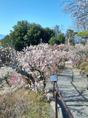 早咲きの「扇ながし」が満開！