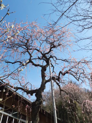 「紅梅しだれ」が満開！