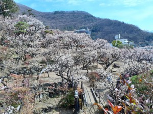 園内は「遅咲きも一斉に咲いています。