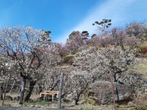 不老園の外からの景色。