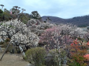 青空が無いのが残念ですが・・・