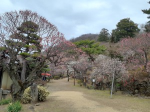 長生閣前庭もすでに見頃です。