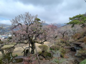 長生閣前庭は見頃です。