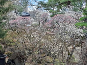 見頃の園内！