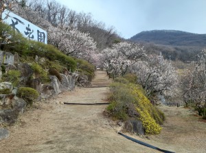 色あざやかな「黄梅の小径」