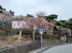 園への入口付近も見頃です。