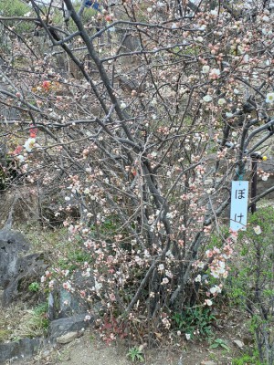 「ぼけ」が咲き出しています。