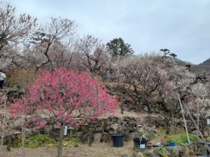 こちらも見頃！