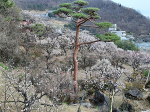 遅咲きが真っ盛り。