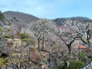 「豊後梅」が圧巻です。