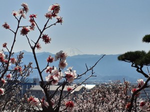 今日は「富士山」がくっきりと！