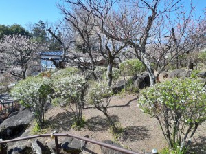 「白い花の「雪柳」