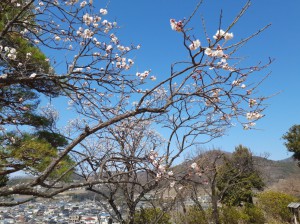 園内で最後に開花　展望台下の「思いのまま」