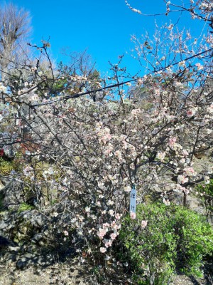 「ぼけ」の花は真っ盛り！