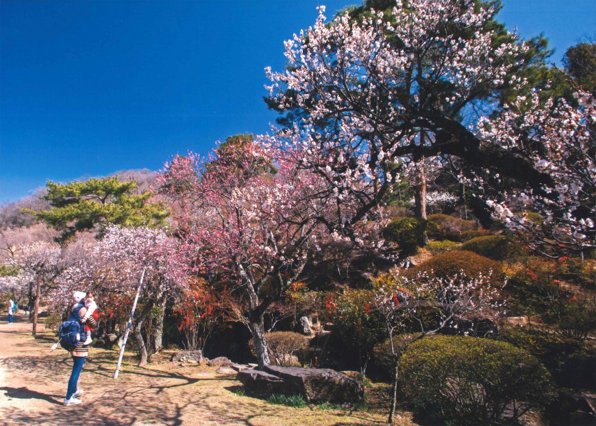 不老園 梅 観光地 山梨 フォトコンテスト 結果