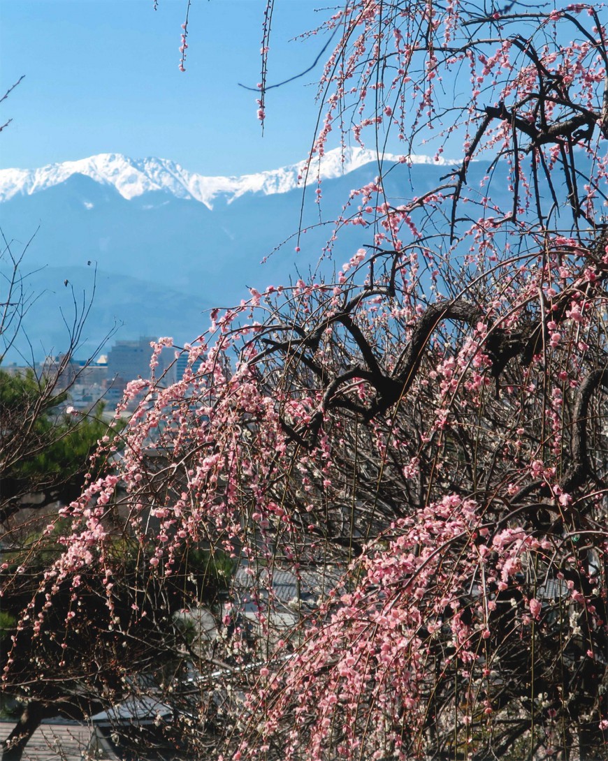 不老園 梅 観光地 山梨 フォトコンテスト 結果