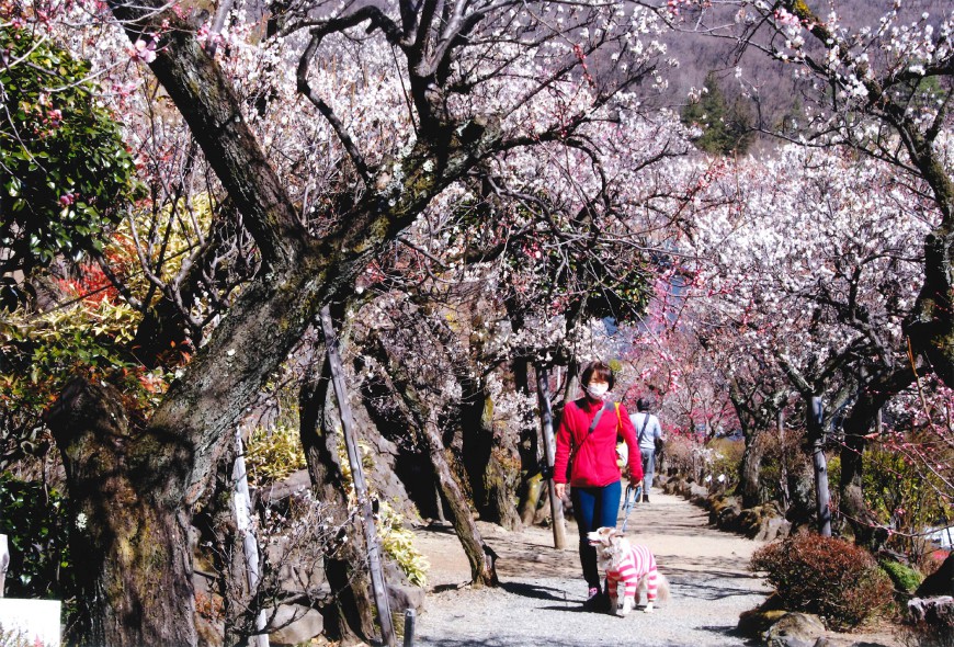 不老園 梅 観光地 山梨 フォトコンテスト 結果