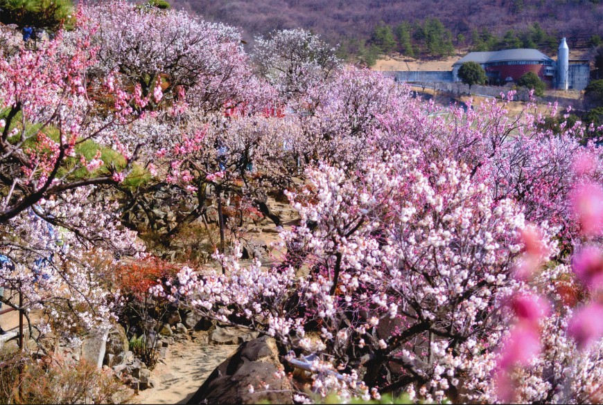 不老園 梅 観光地 山梨 フォトコンテスト 結果