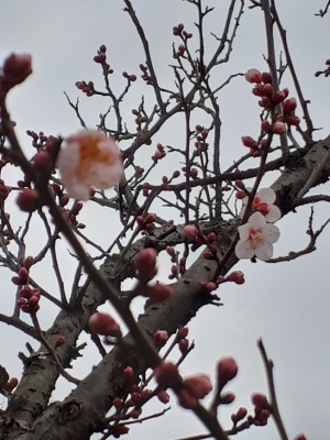 数輪咲き出した「扇ながし」