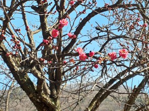 「寒紅梅」が数輪