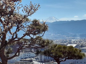 今日の富士山と「冬至梅」
