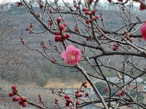 「大盃梅」が一輪