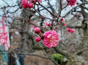 色鮮やかな「紅紅梅」