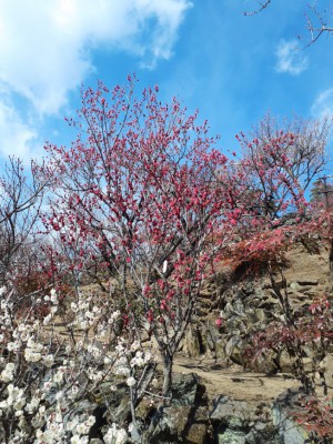 「大盃梅」「鹿児島紅梅」も見頃