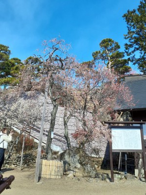 梅天神横の「玉牡丹」「日月しだれ」「寒紅梅」が見頃