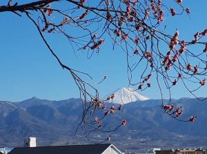 今日の富士山と「寒紅梅」