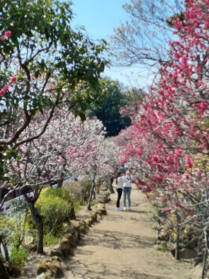 色とりどりの園内の花