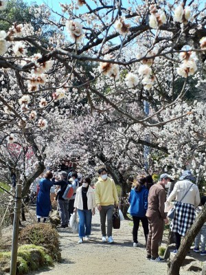 入園口から続く順路沿いは大勢の花見