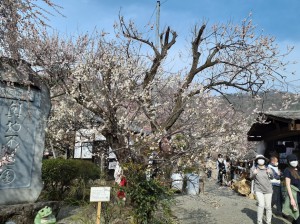 入園口の「見驚梅」が５分咲きに