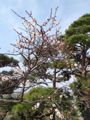 当園最後の開花「思いのまま」が展望台下に