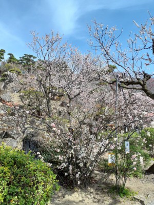 「ぼけ」の花と「豊後梅」が真っ盛り