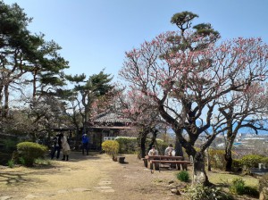 「開運梅」は元気です