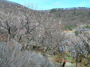 「かぶと岩」の上はまだ見頃！