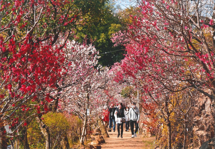 不老園 梅 観光地 山梨 フォトコンテスト 結果