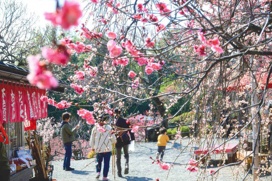 不老園 梅 観光地 山梨 フォトコンテスト 結果