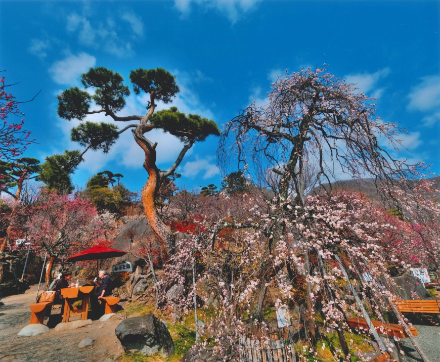 不老園 梅 観光地 山梨 フォトコンテスト 結果