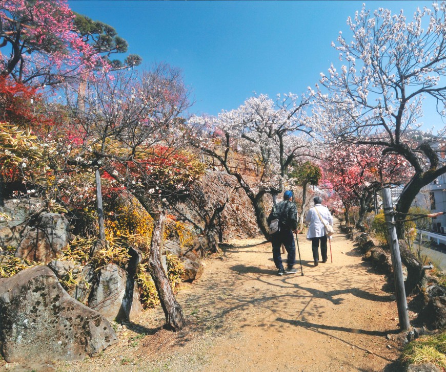 不老園 梅 観光地 山梨 フォトコンテスト 結果