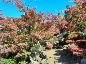 紅葉が進んできました。