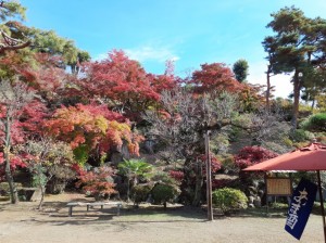 長生閣前の庭園も見頃です。