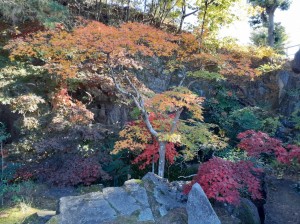 これから見頃の場所です。