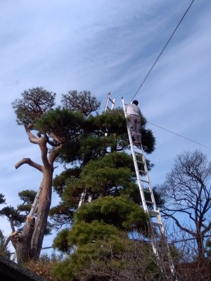 高所での松の手入れです。
