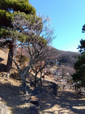 梅天神上の「寒紅梅」「冬至梅」も咲き出しました。